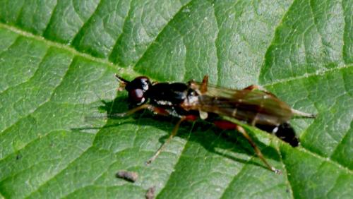 Megamerina dolium